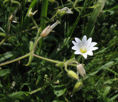 Cerastium nemorale