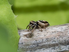Attulus monstrabilis