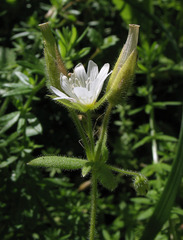 Cerastium nemorale