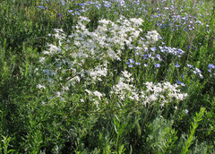 Clematis lathyrifolia