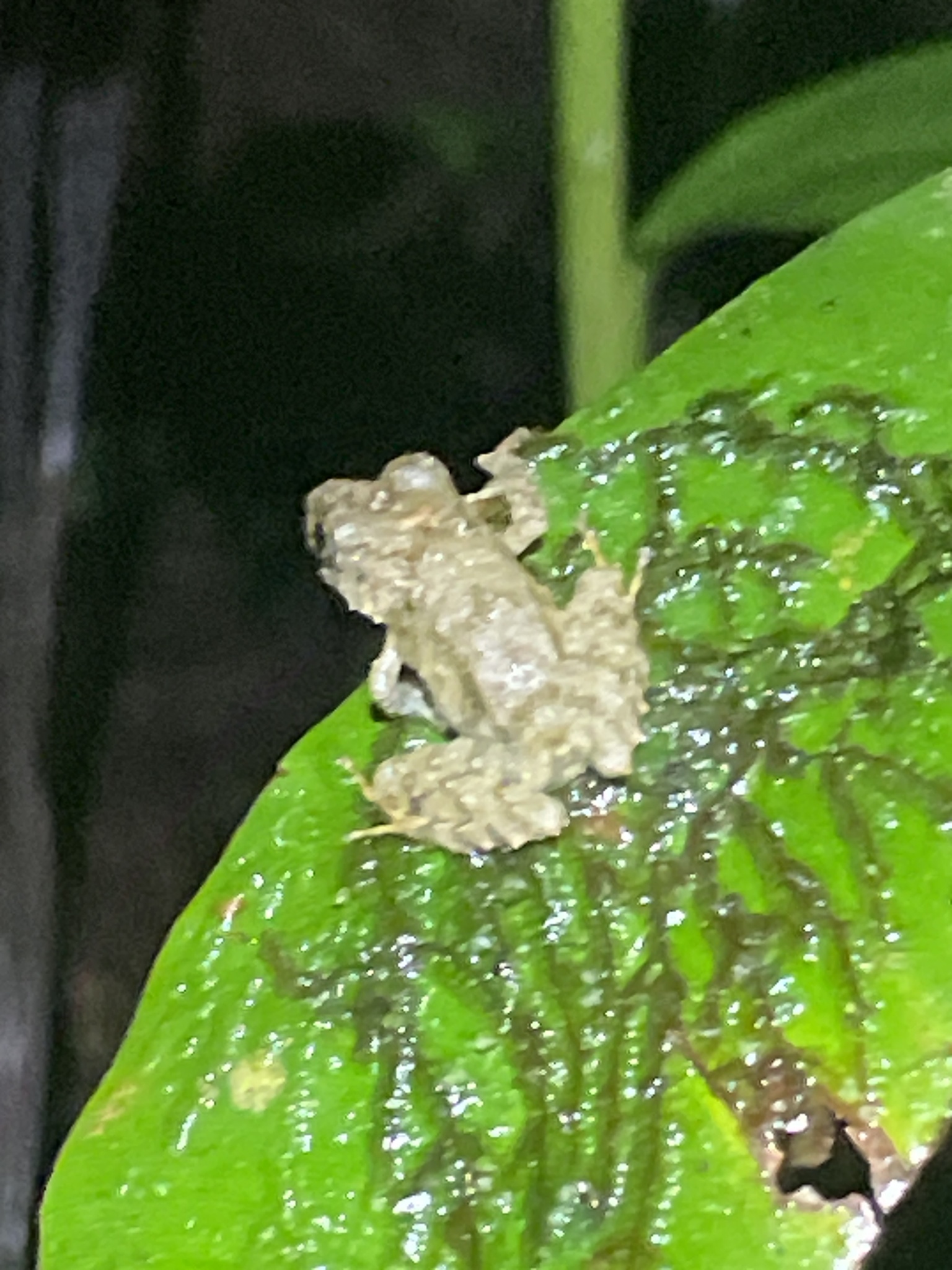 Hidden Robber Frog photo 6