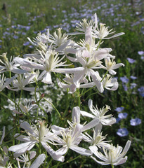 Clematis lathyrifolia