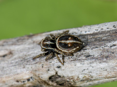 Attulus monstrabilis