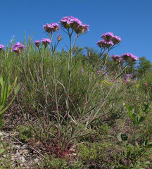 Dianthus pseudarmeria