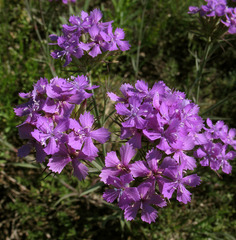 Dianthus pseudarmeria