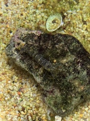 Palaemon pacificus