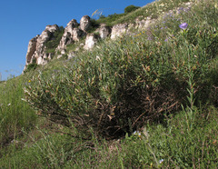 Genista albida