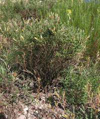 Genista albida