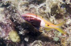 Parupeneus barberinoides