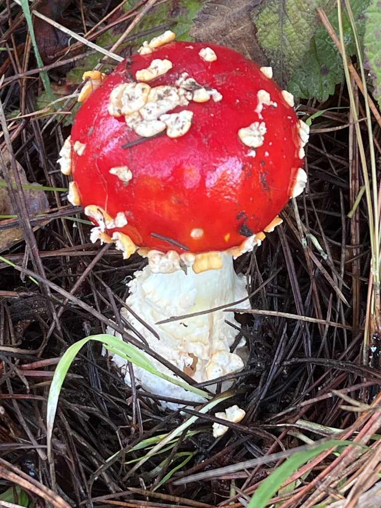 Amanita muscaria flavivolvata · November 2025 · photo: © joqatana (iNaturalist, cc-by)