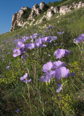 Linum hirsutum