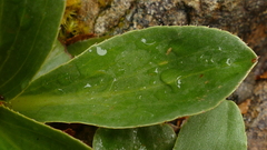 Celmisia hieraciifolia