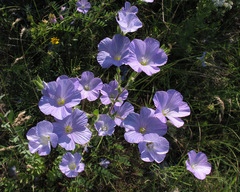 Linum hirsutum