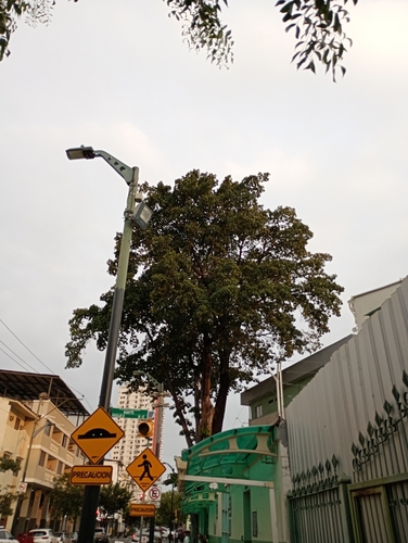 Amate (Ficus obtusifolia)