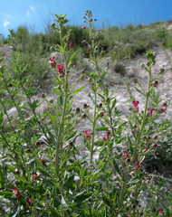 Scrophularia cretacea