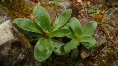Celmisia hieraciifolia