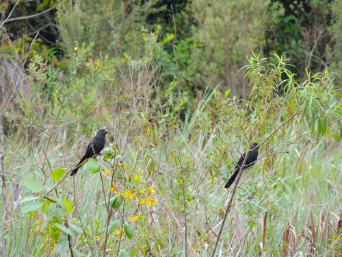 Smooth-billed Ani