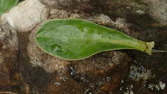 Celmisia hieraciifolia
