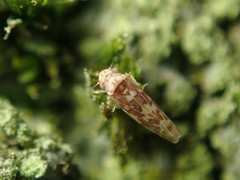 Tautoneura polymitusa