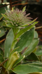 Celmisia hieraciifolia