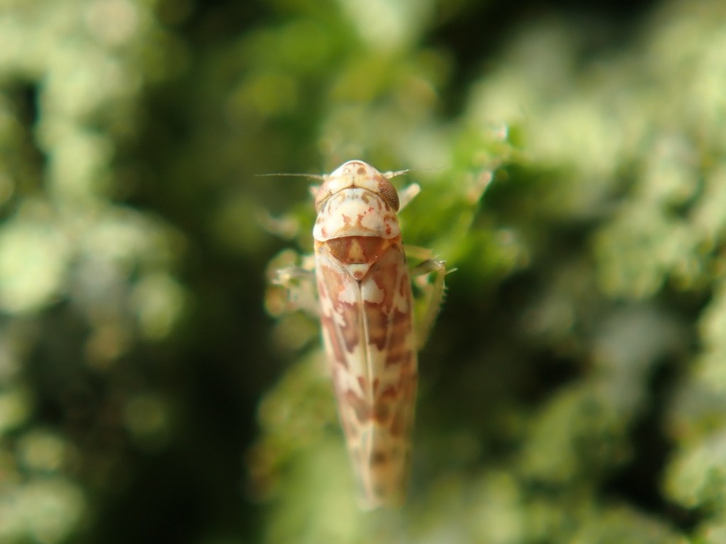 Tautoneura polymitusa