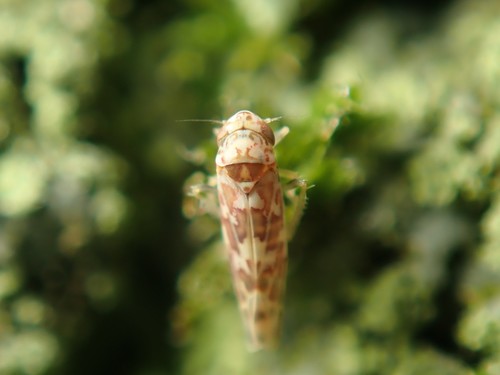 Tautoneura polymitusa