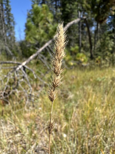 Marsh Muhly (Muhlenbergia glomerata)