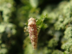 Tautoneura polymitusa