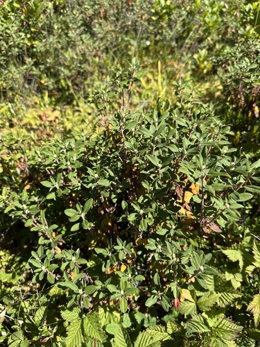 Mountain Labrador Tea (Rhododendron neoglandulosum)