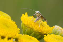 Isophrictis striatella