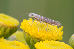 Isophrictis striatella