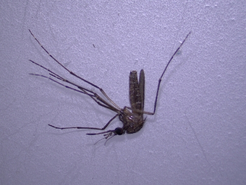 Unknown species found near 2636 Orange Grove Trail, Naples, FL 34120, USA