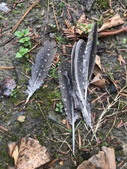 Streptopelia chinensis