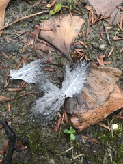 Streptopelia chinensis