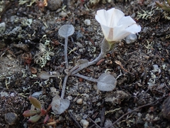 Convolvulus verecundus