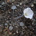 Tussock Bindweed - Photo (c) Melissa Hutchison, some rights reserved (CC BY-NC-ND), uploaded by Melissa Hutchison