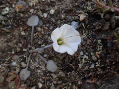 Convolvulus verecundus