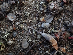 Convolvulus verecundus