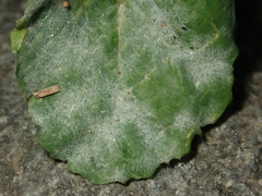 Golovinomyces sonchicola