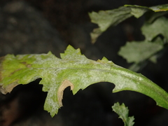 Podosphaera senecionis