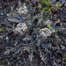 Lepidium solandri - Photo (c) Melissa Hutchison, μερικά δικαιώματα διατηρούνται (CC BY-NC-ND), uploaded by Melissa Hutchison