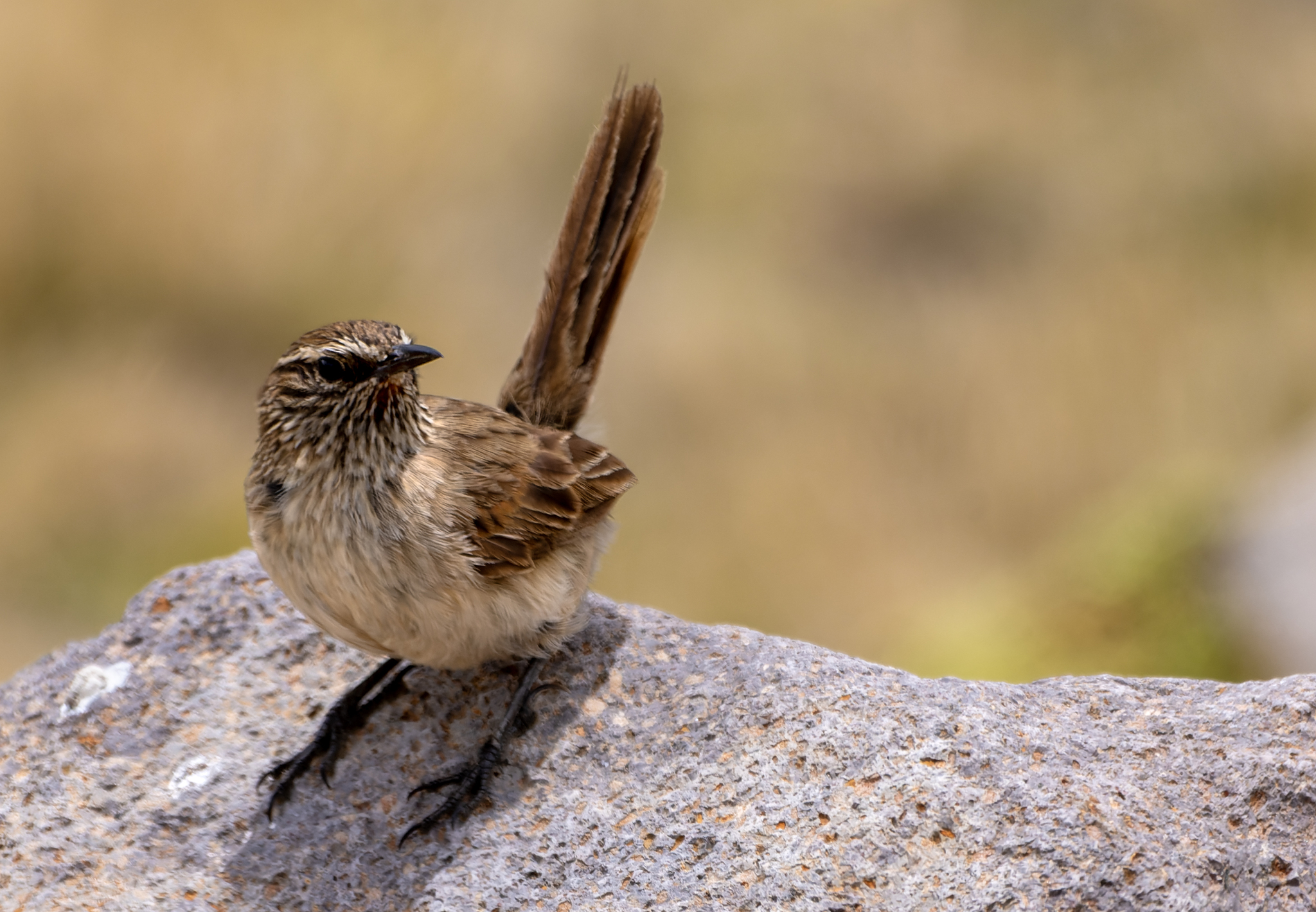 Streak-throated Canastero (Asthenes humilis), photo 4