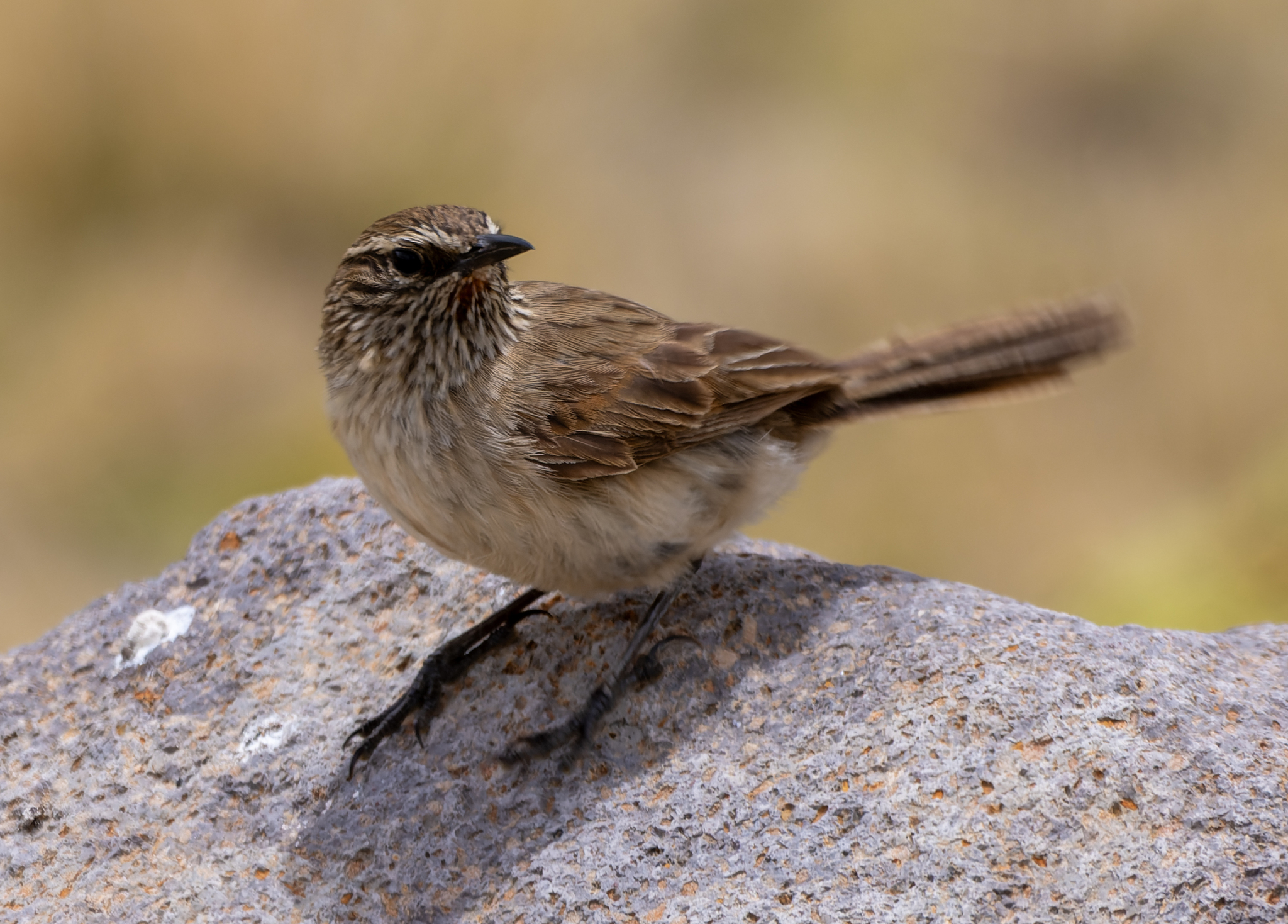 Streak-throated Canastero (Asthenes humilis), photo 5