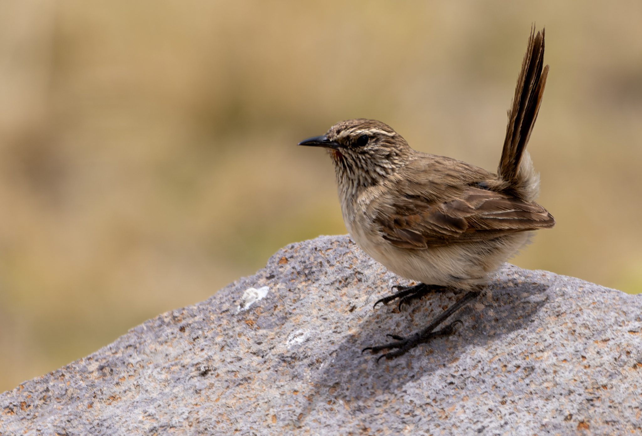Streak-throated Canastero (Asthenes humilis), photo 3