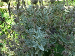 Phlomis italica