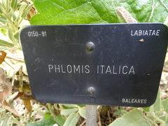 Phlomis italica