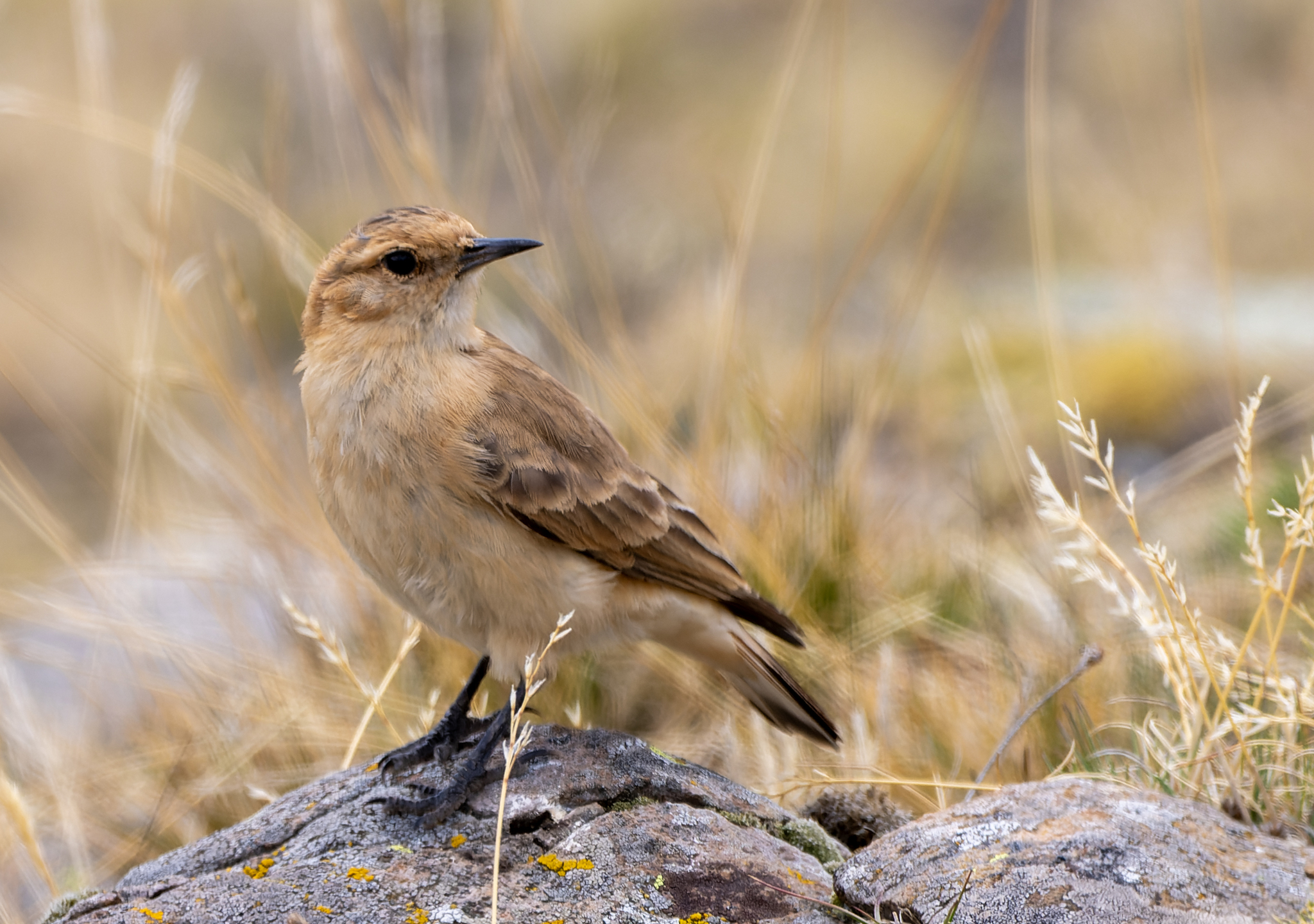 Dark-winged Miner (Geositta saxicolina), photo 3