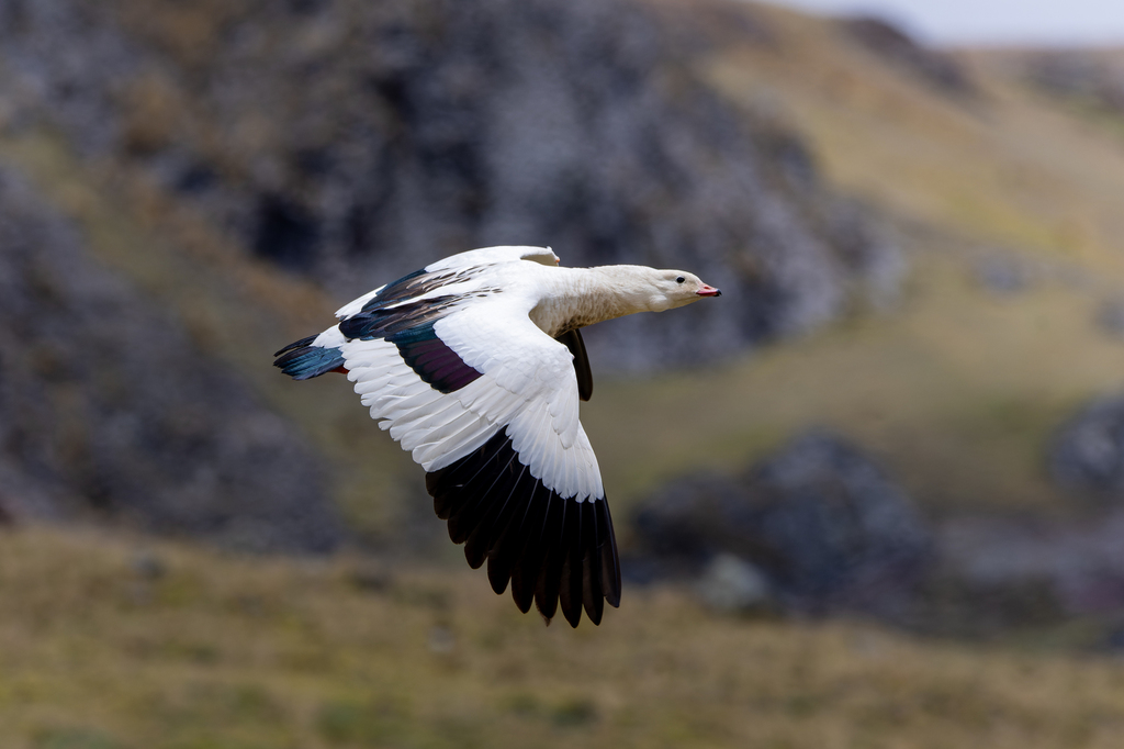 Andean Goose