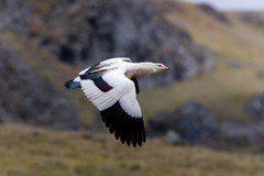 Andean Goose photo 3