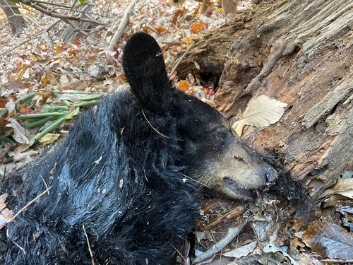 American Black Bear photographed in South Carolina